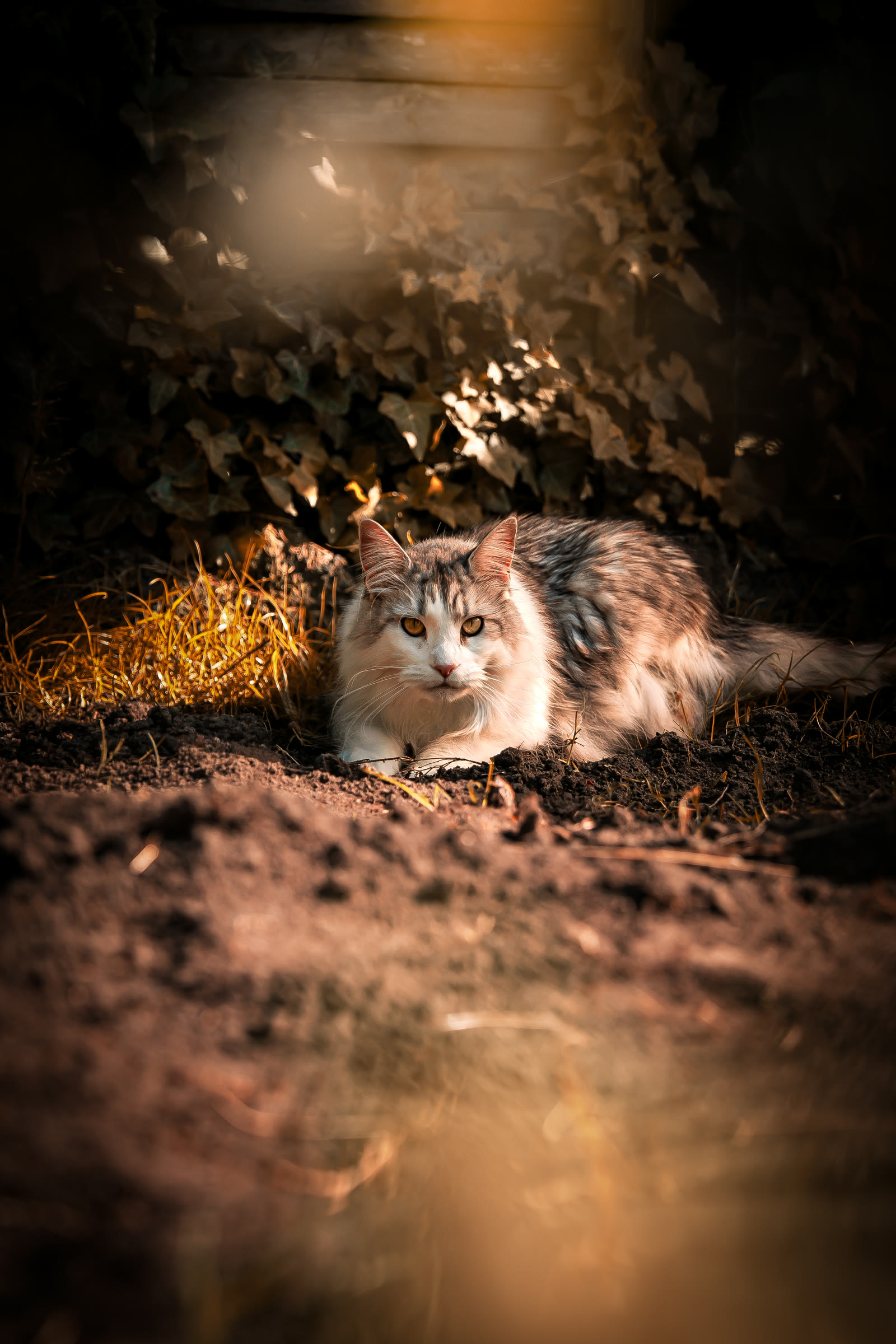 Chat dans une lumière dorée au bord de l'eau