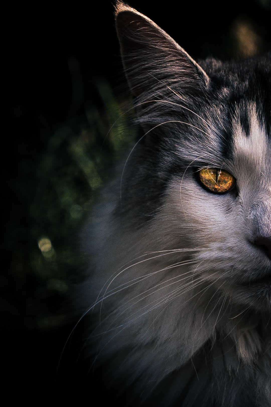 Œil doré d'un chat gris — gros plan