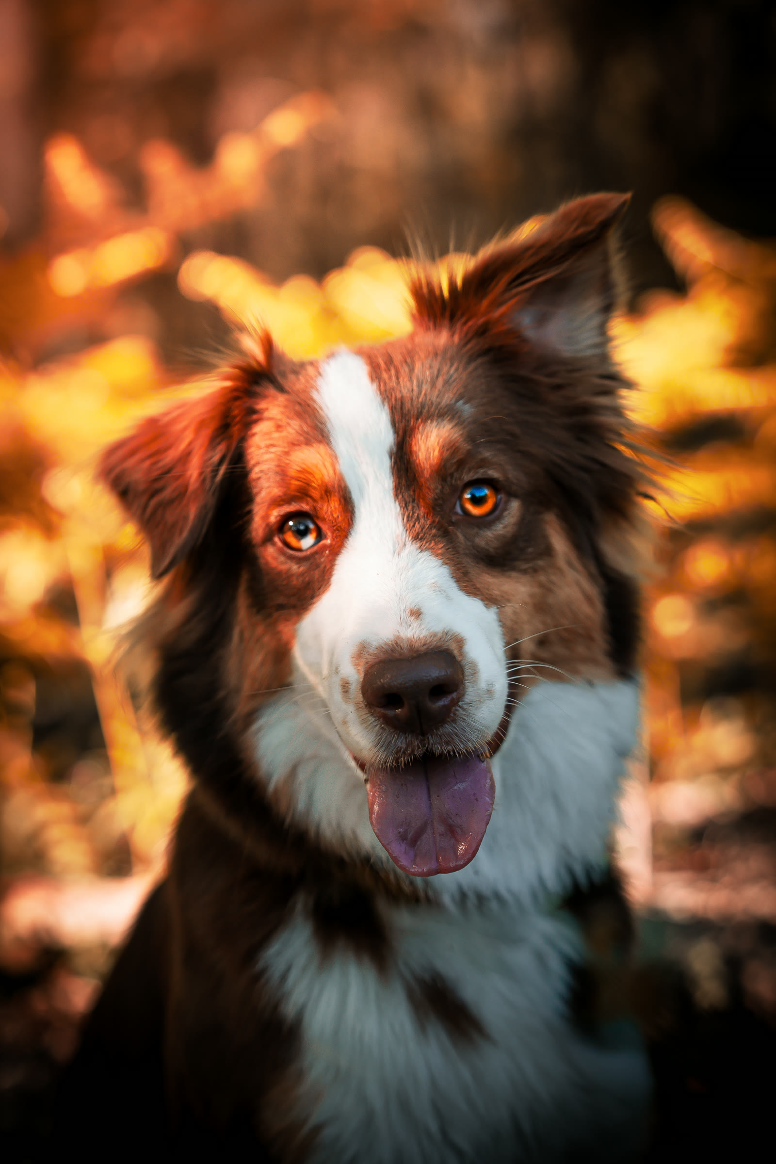 Séance canine — berger australien aux couleurs d'automne