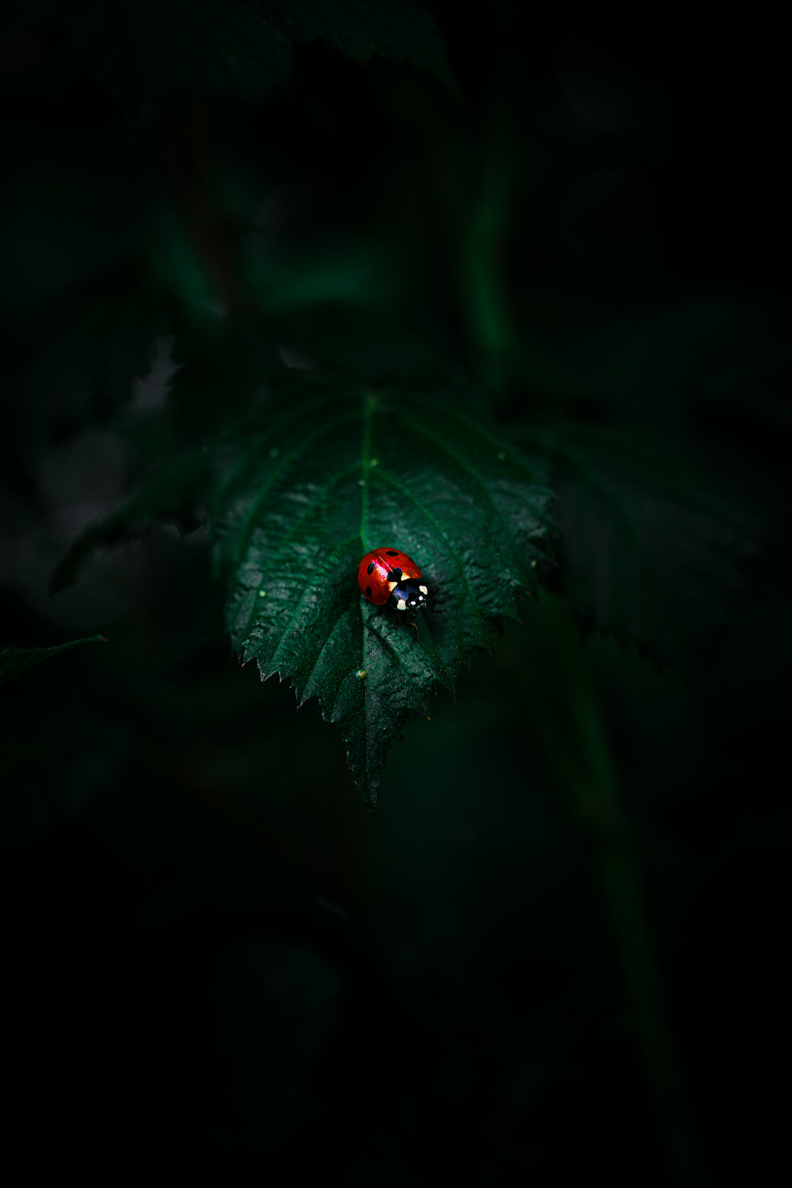 Coccinelle sur une feuille — macro