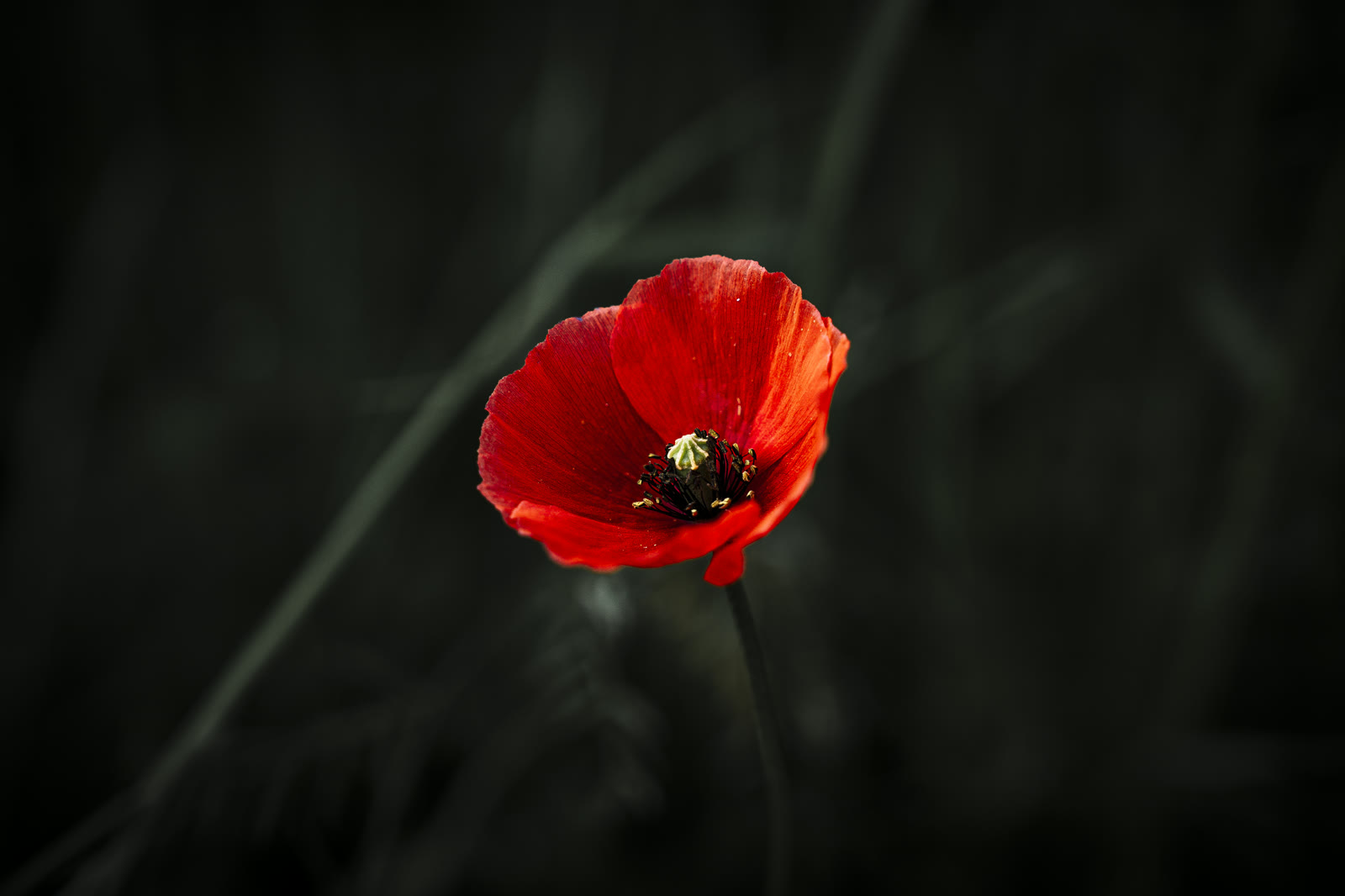 Coquelicot rouge sur fond sombre