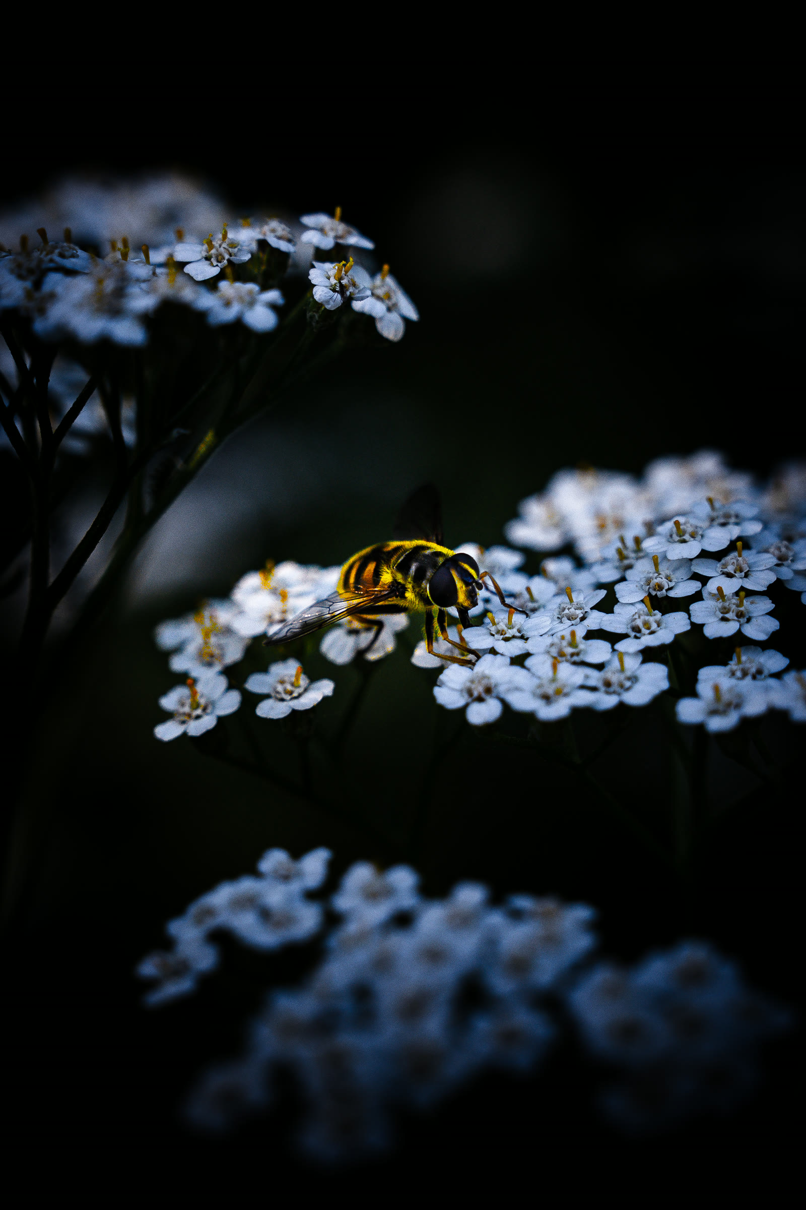 Butineuse sur fleurs blanches — macro