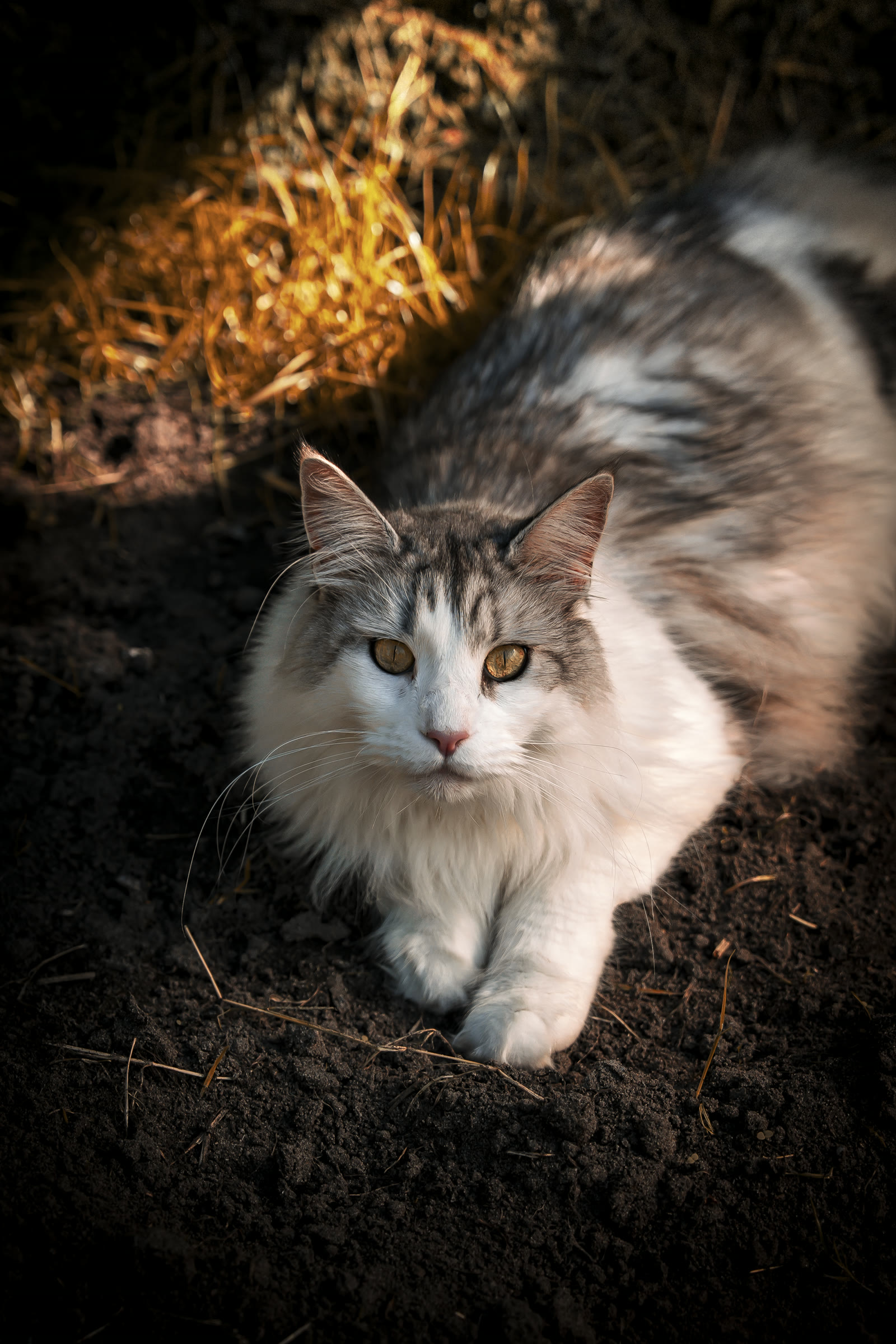 Maine Coon à l'affût dans la terre