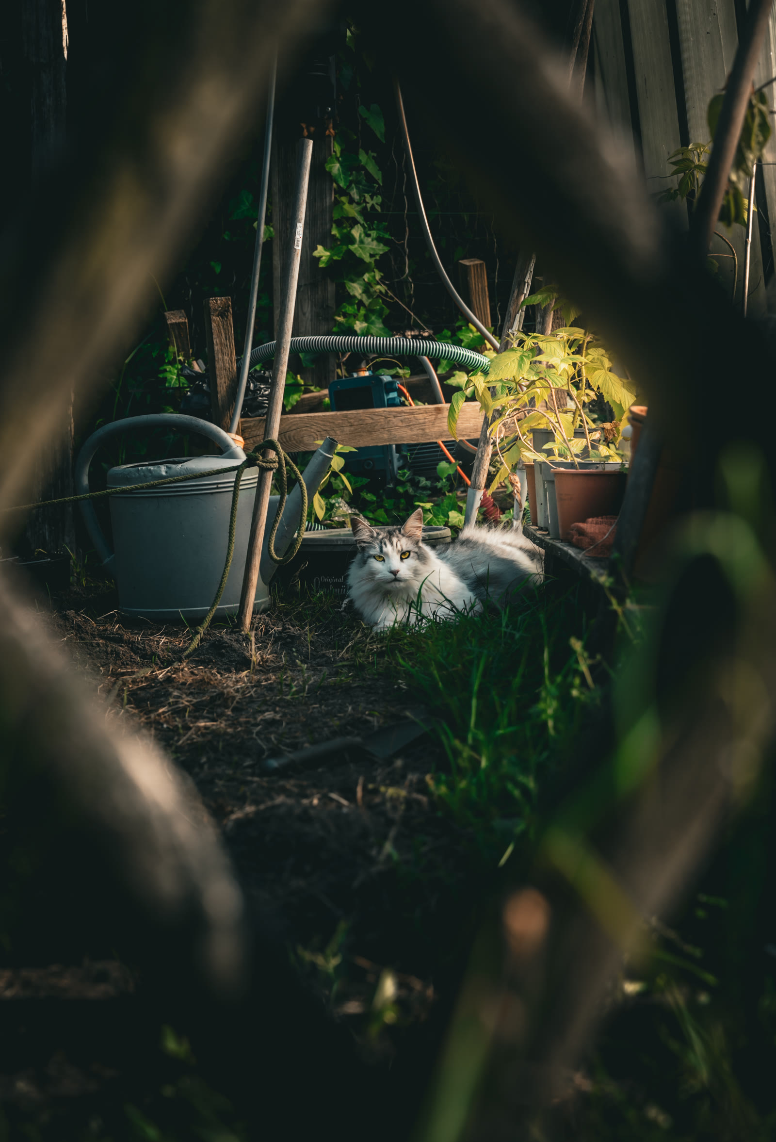 Maine Coon caché dans le jardin