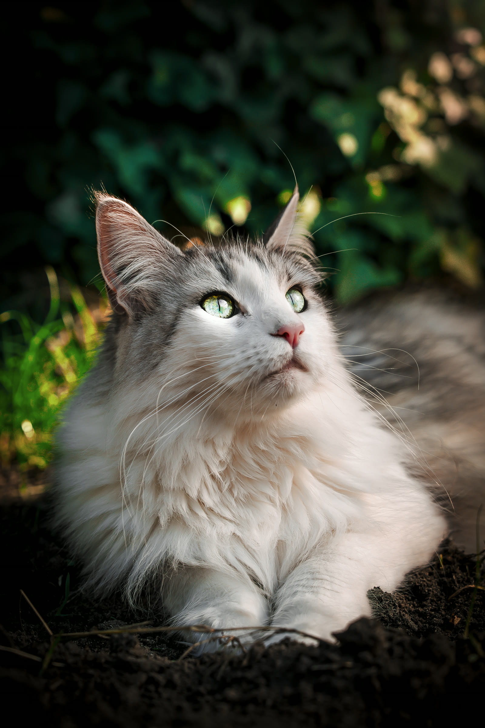 Séance féline — Maine Coon dans la lumière