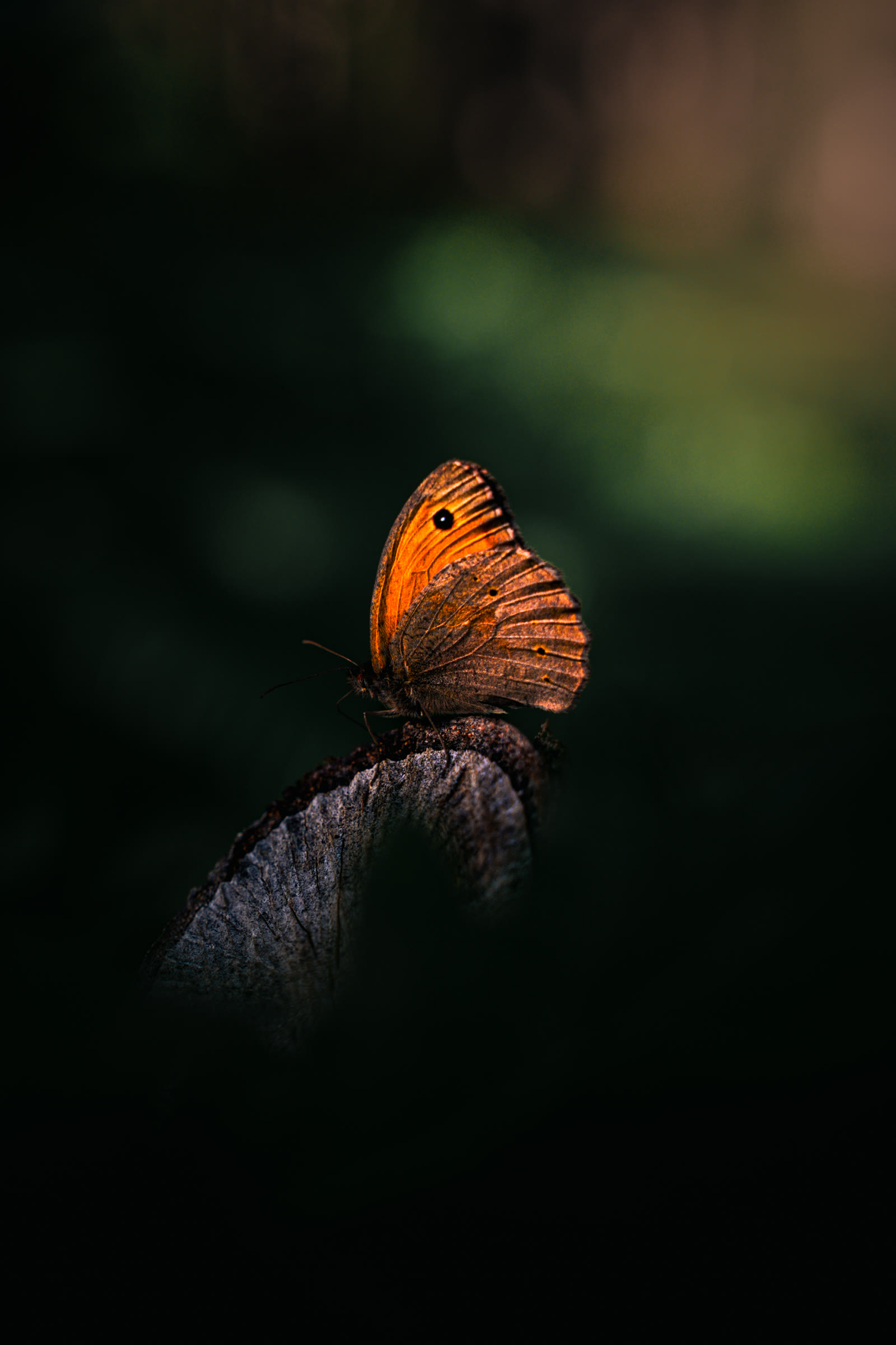 Papillon orangé posé dans la pénombre