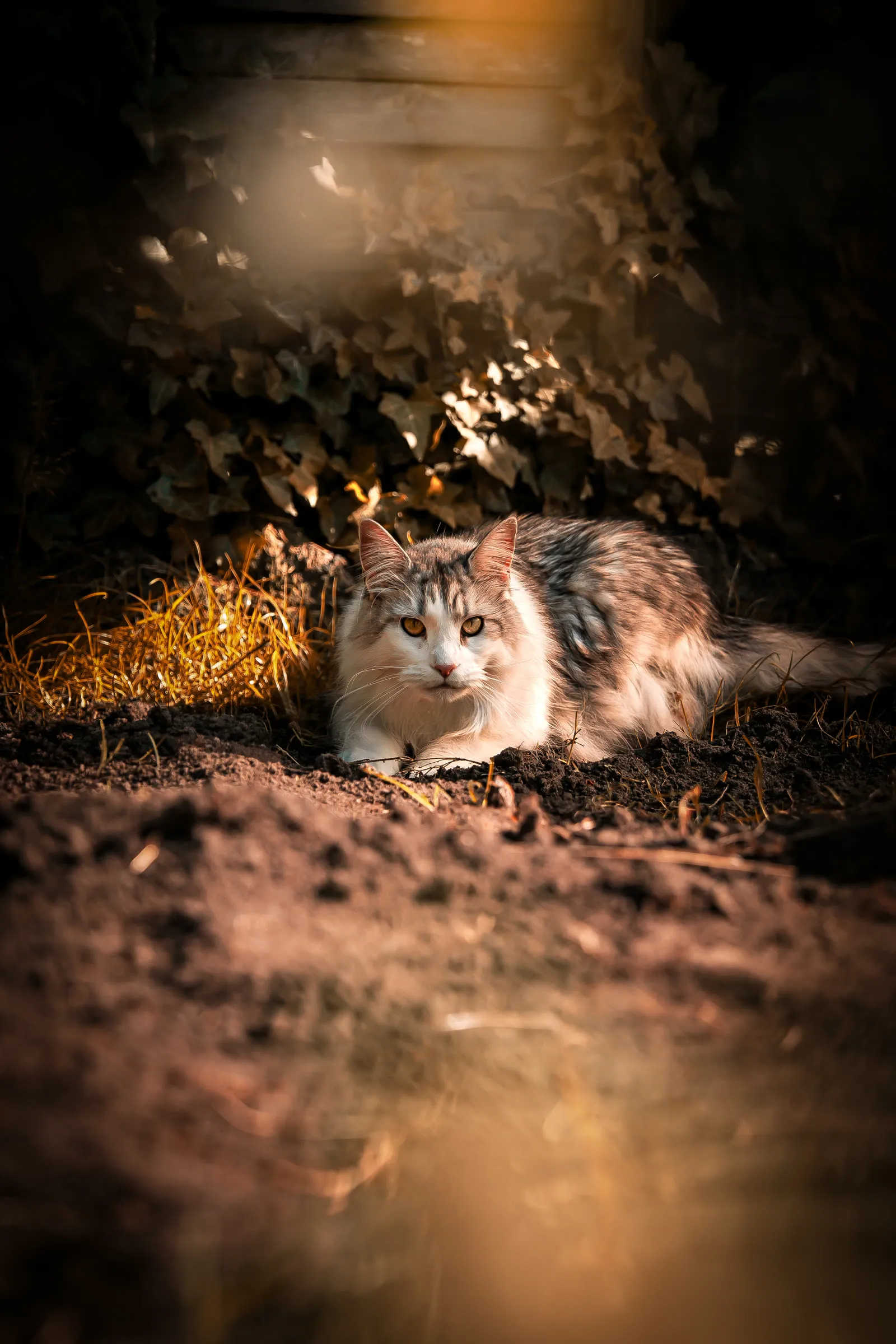Chat dans une lumière dorée au bord de l'eau