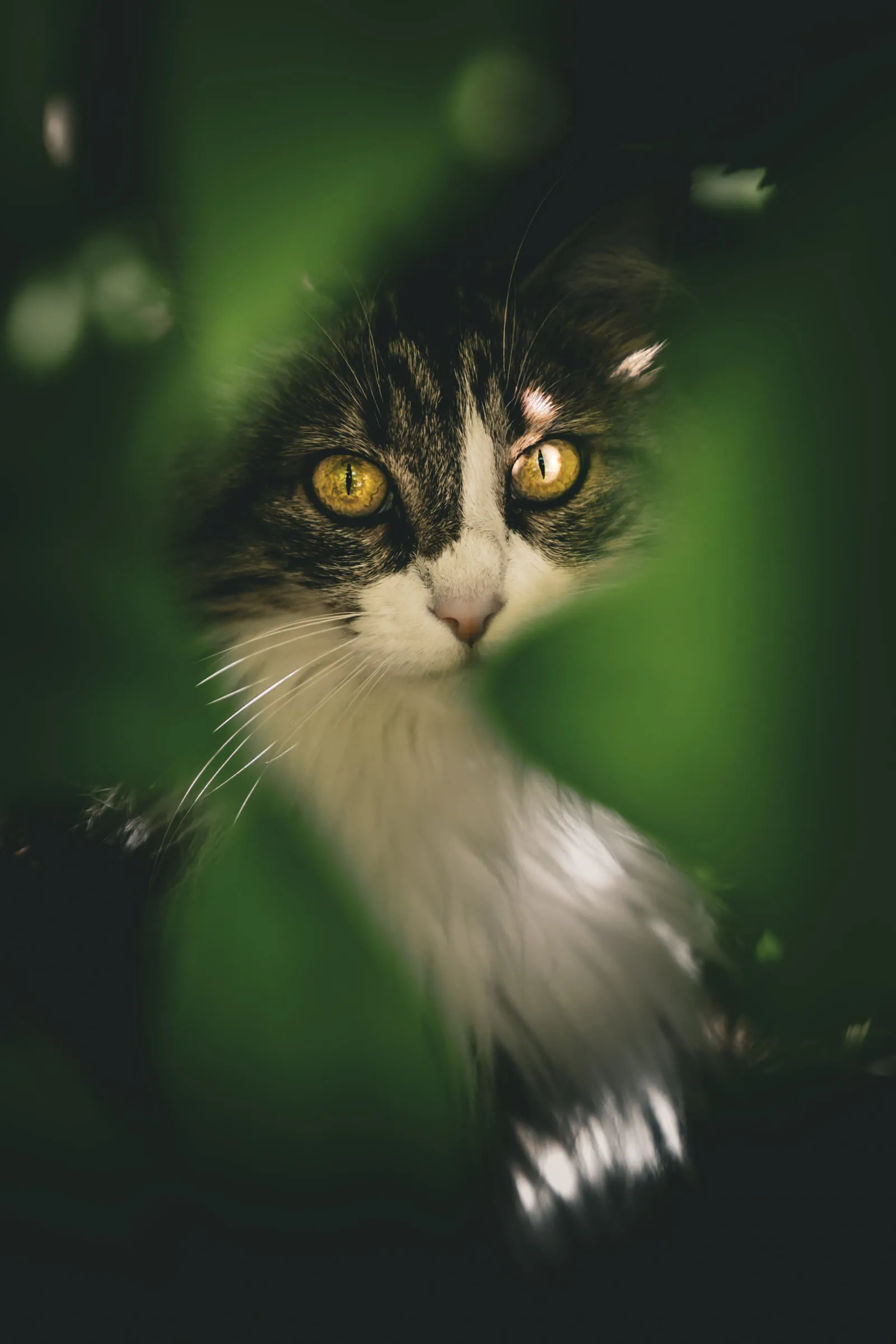 Chat aux yeux perçants derrière le feuillage
