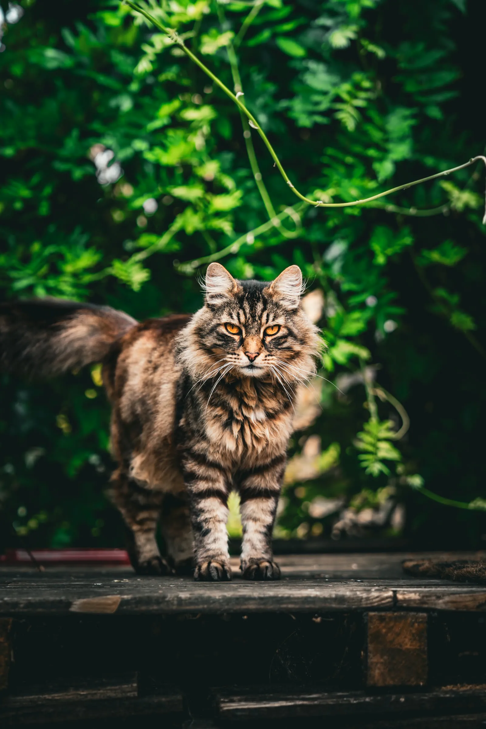 Chat tigré dans une jungle de verdure
