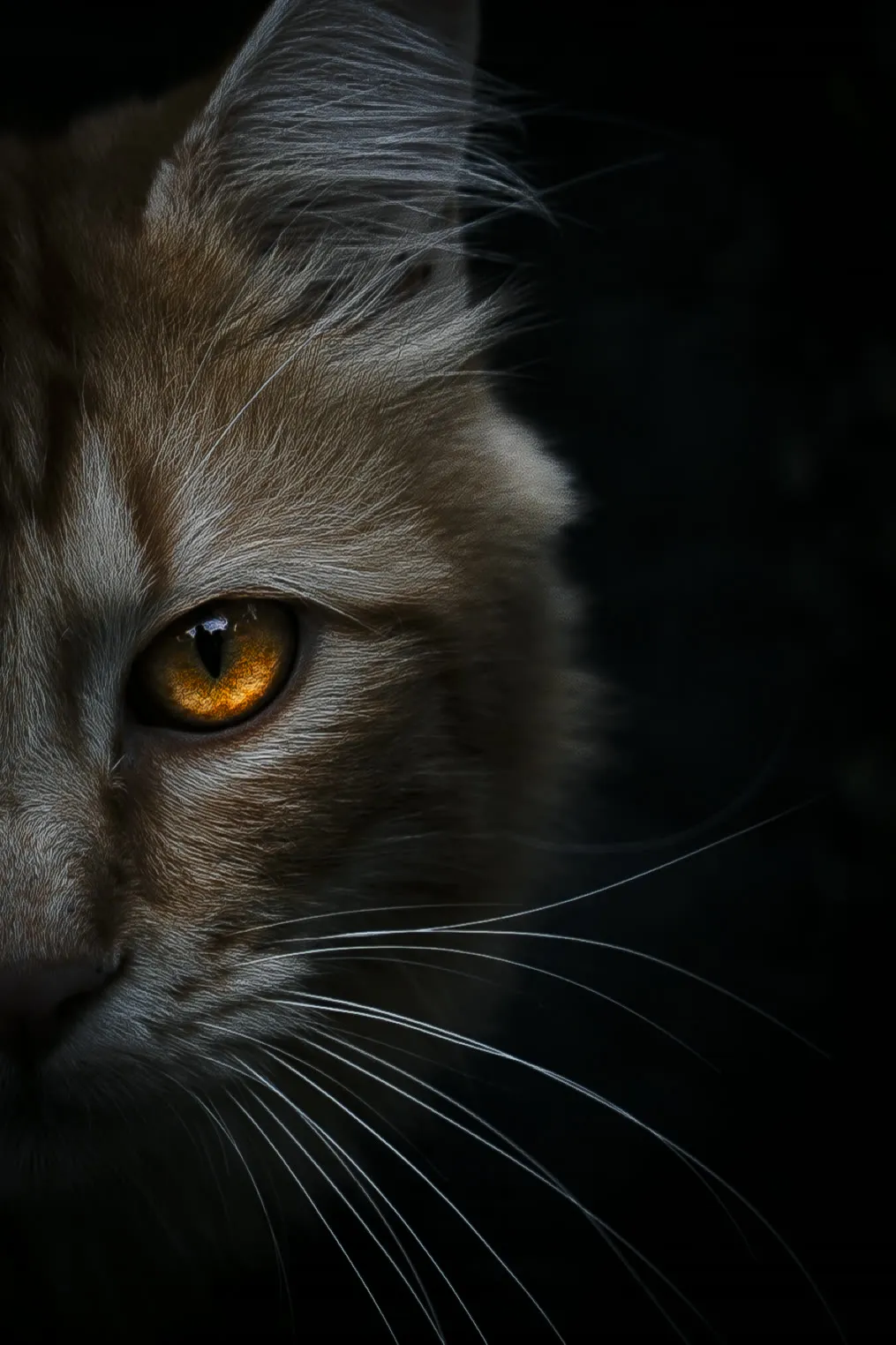 Regard ambré — macro féline