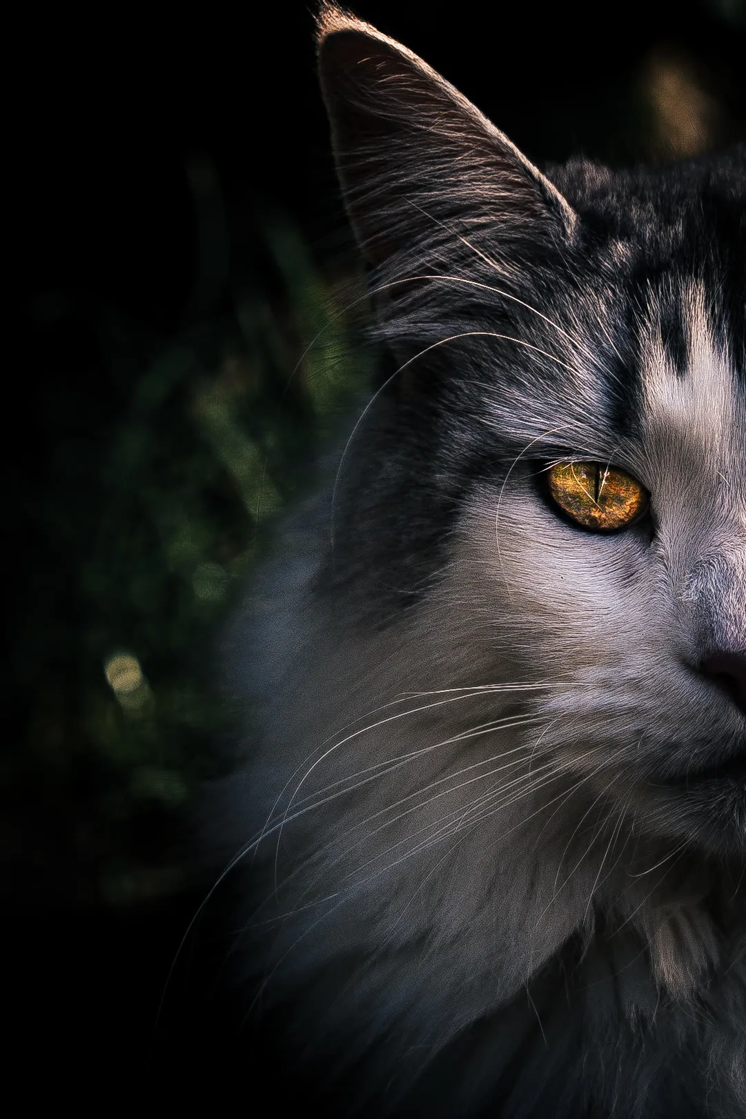 Œil doré d'un chat gris — gros plan