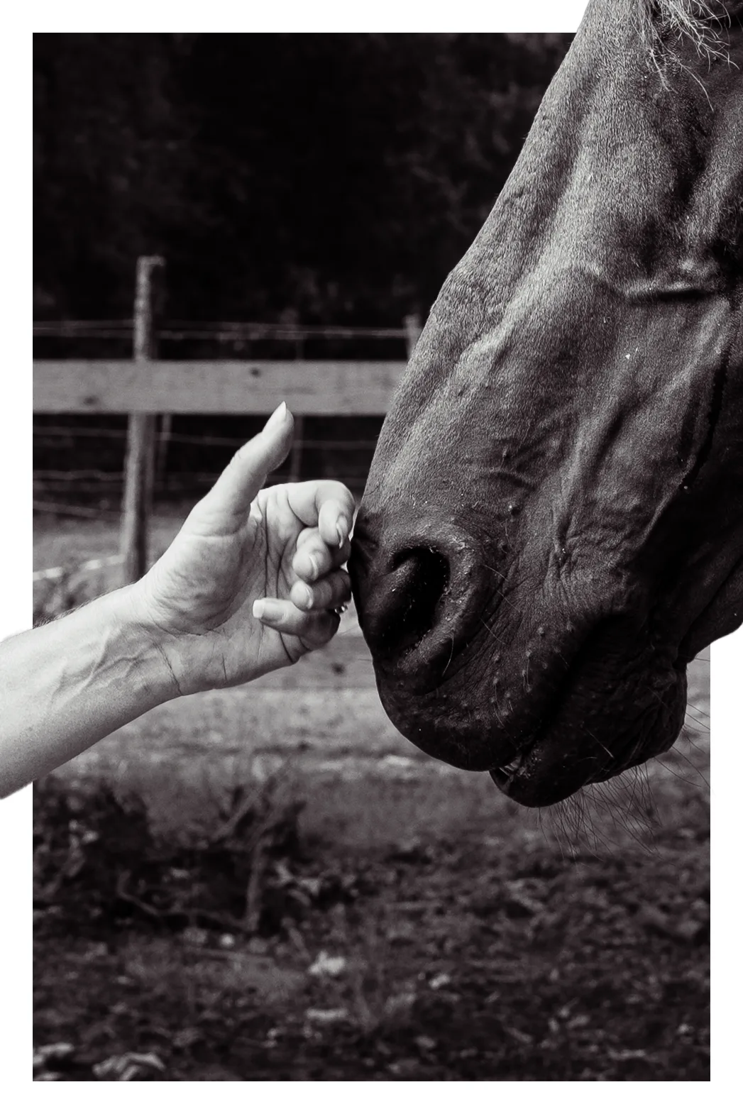 Main tendue vers le museau d'un cheval — noir et blanc