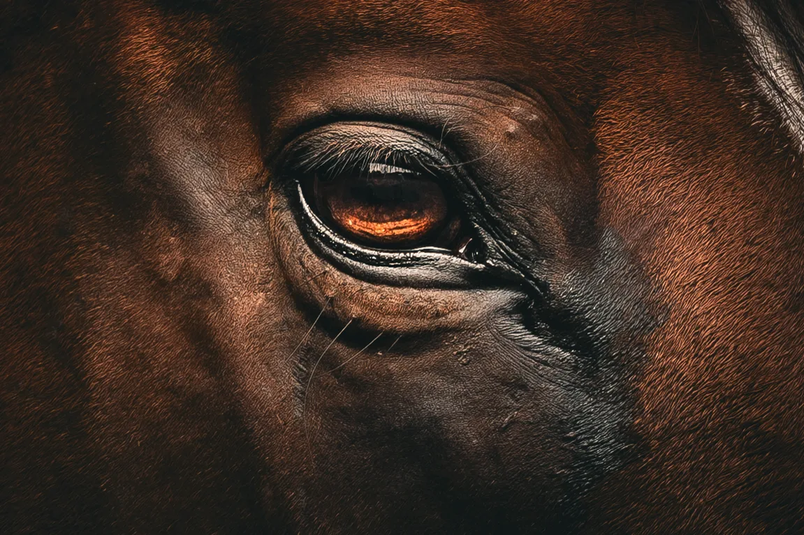 Gros plan sur l'œil ambré d'un cheval