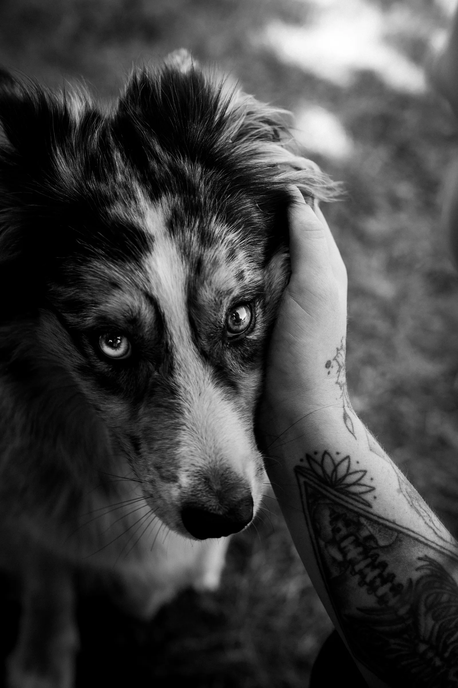 Séance canine — berger australien posant sa tête dans une main