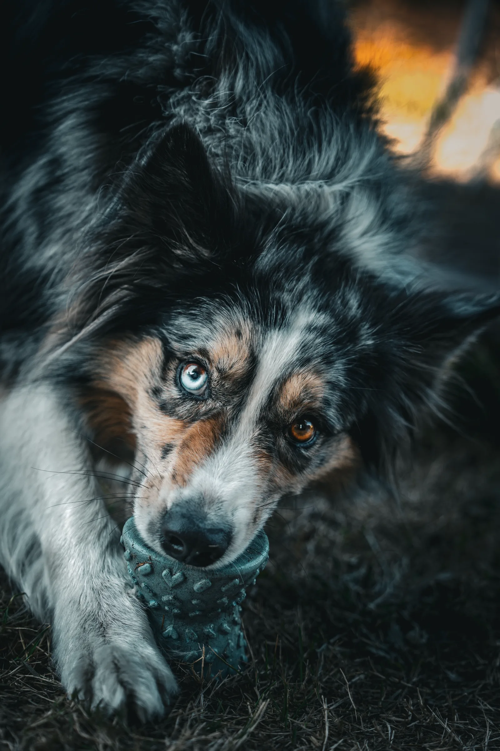 Berger australien merle aux yeux vairons, allongé avec son jouet