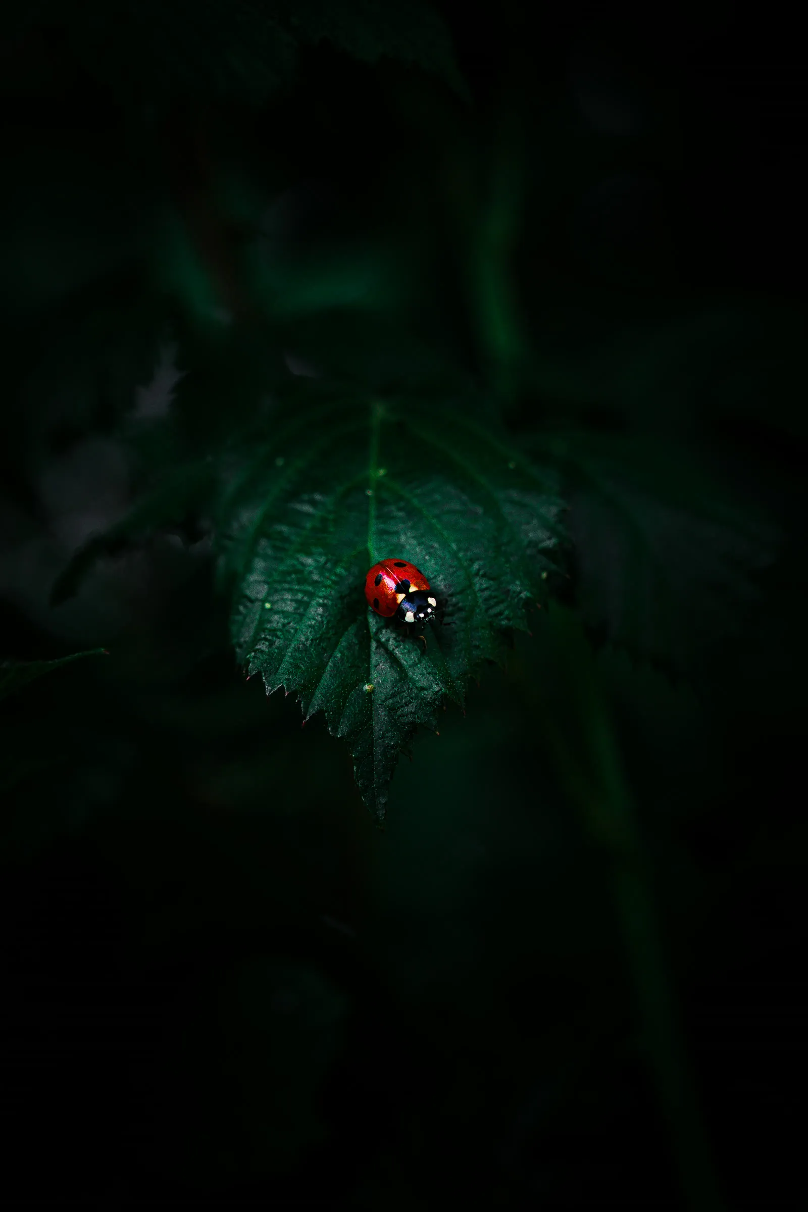 Coccinelle sur une feuille — macro