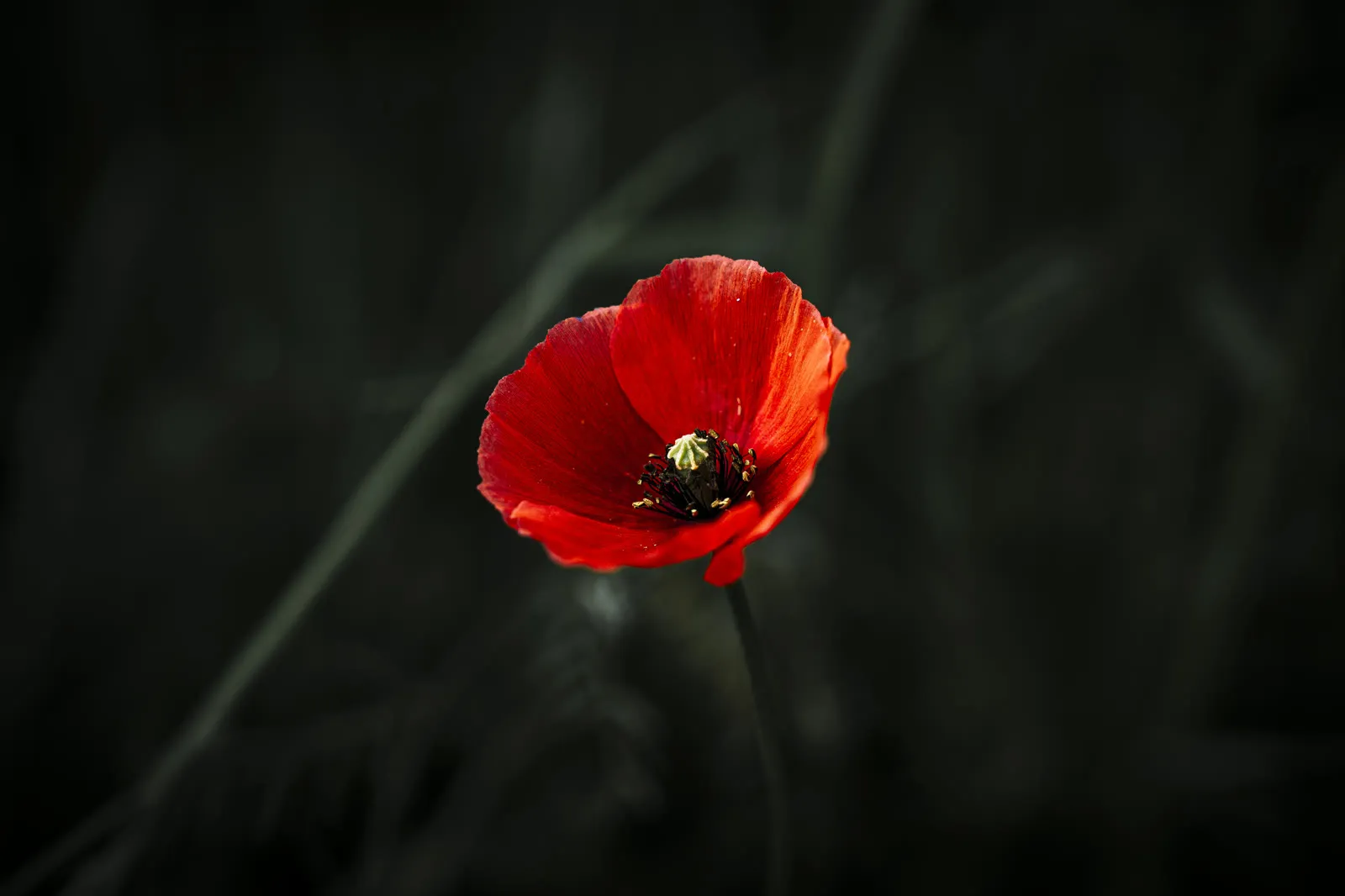 Coquelicot rouge sur fond sombre