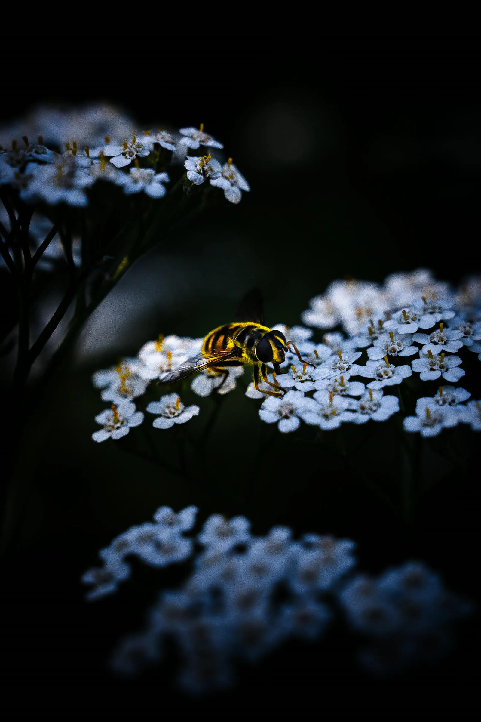 Butineuse sur fleurs blanches — macro