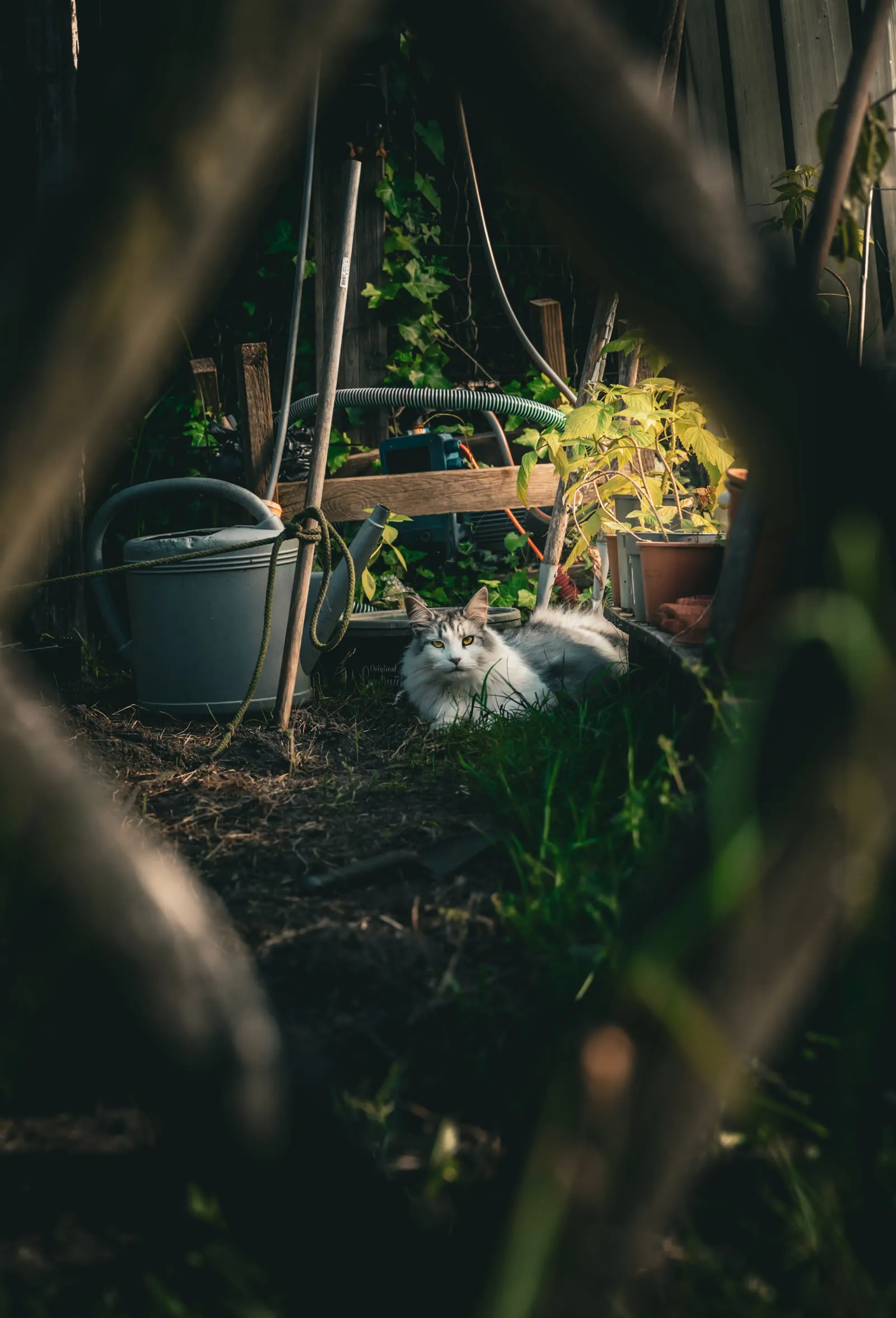 Maine Coon caché dans le jardin