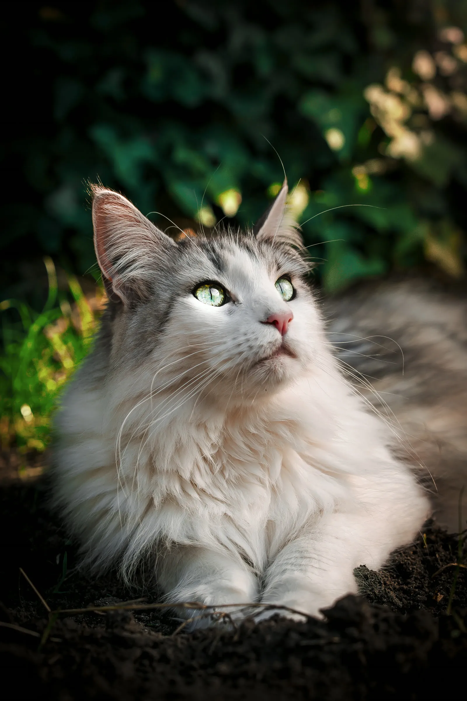 Séance féline — Maine Coon dans la lumière