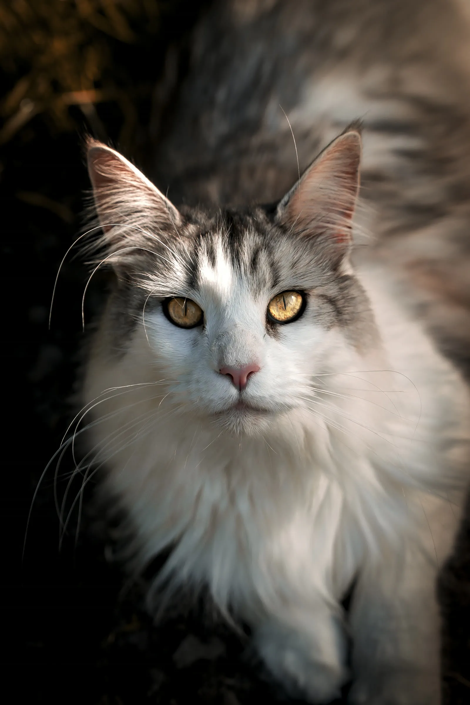 Portrait de Maine Coon au regard doré