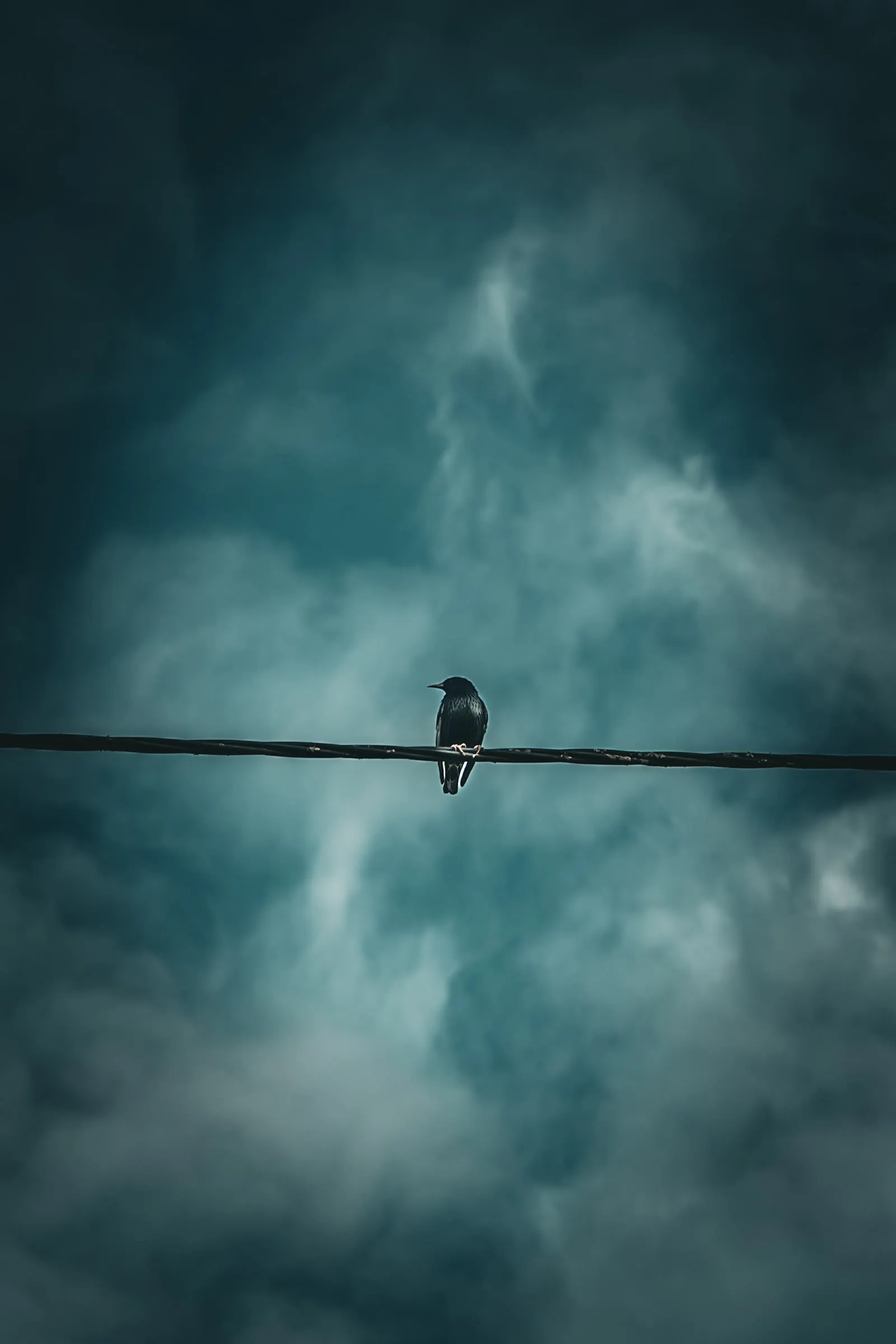 Oiseau funambule sur un fil face aux nuages