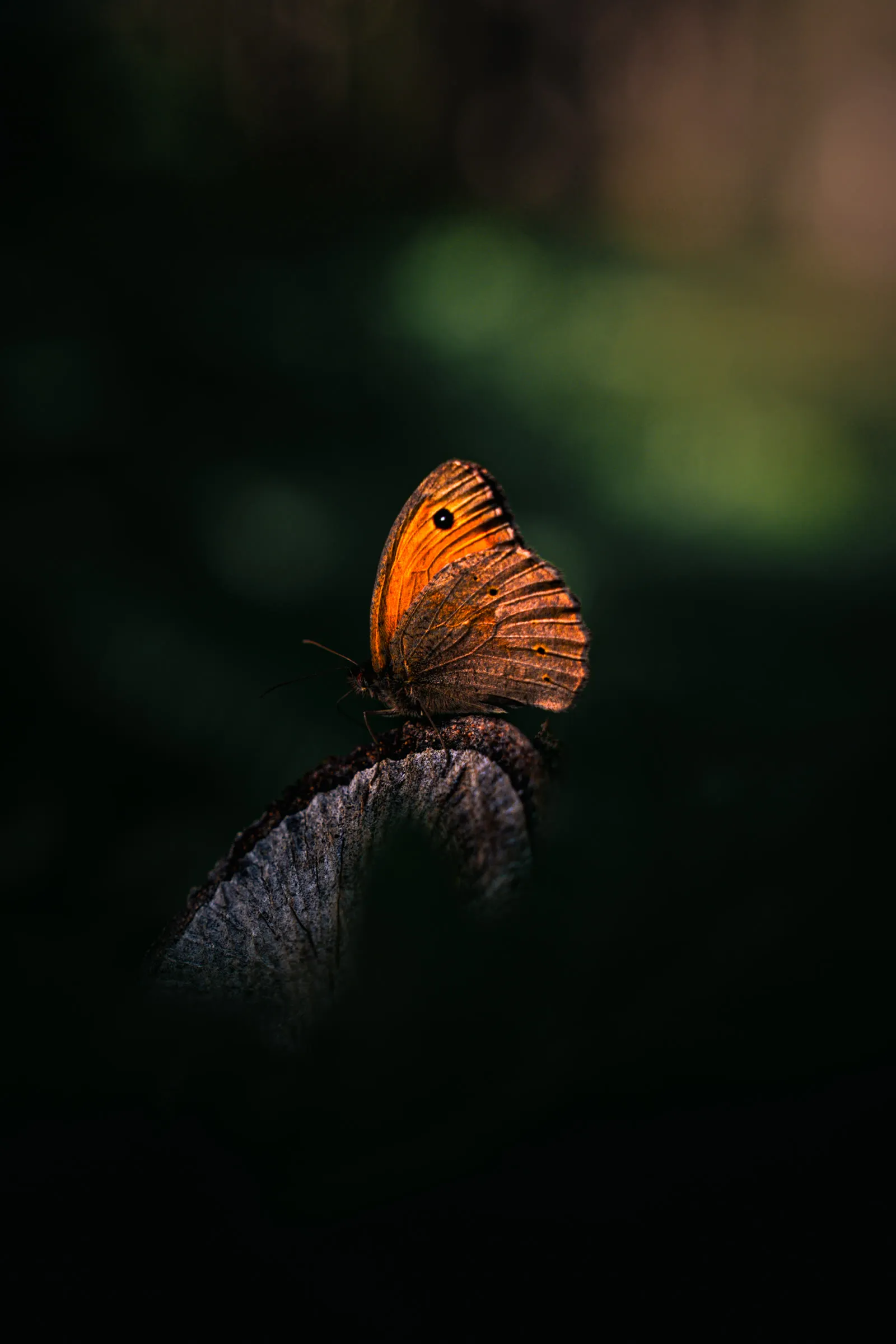 Papillon orangé posé dans la pénombre